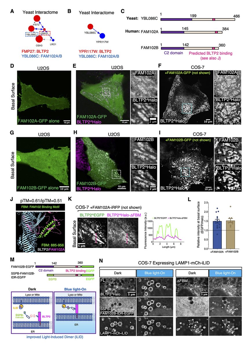 Anbang Dai, Pietro De Camilli et al. report the localization of BLTP2 in different human cell types &amp; reveal binding partners that mediate its tethering to the PM &amp; to PM-connected structures including certain #endosomes &amp; #macropinosomes undergoing fusion hubs.la/Q03GK4ff0