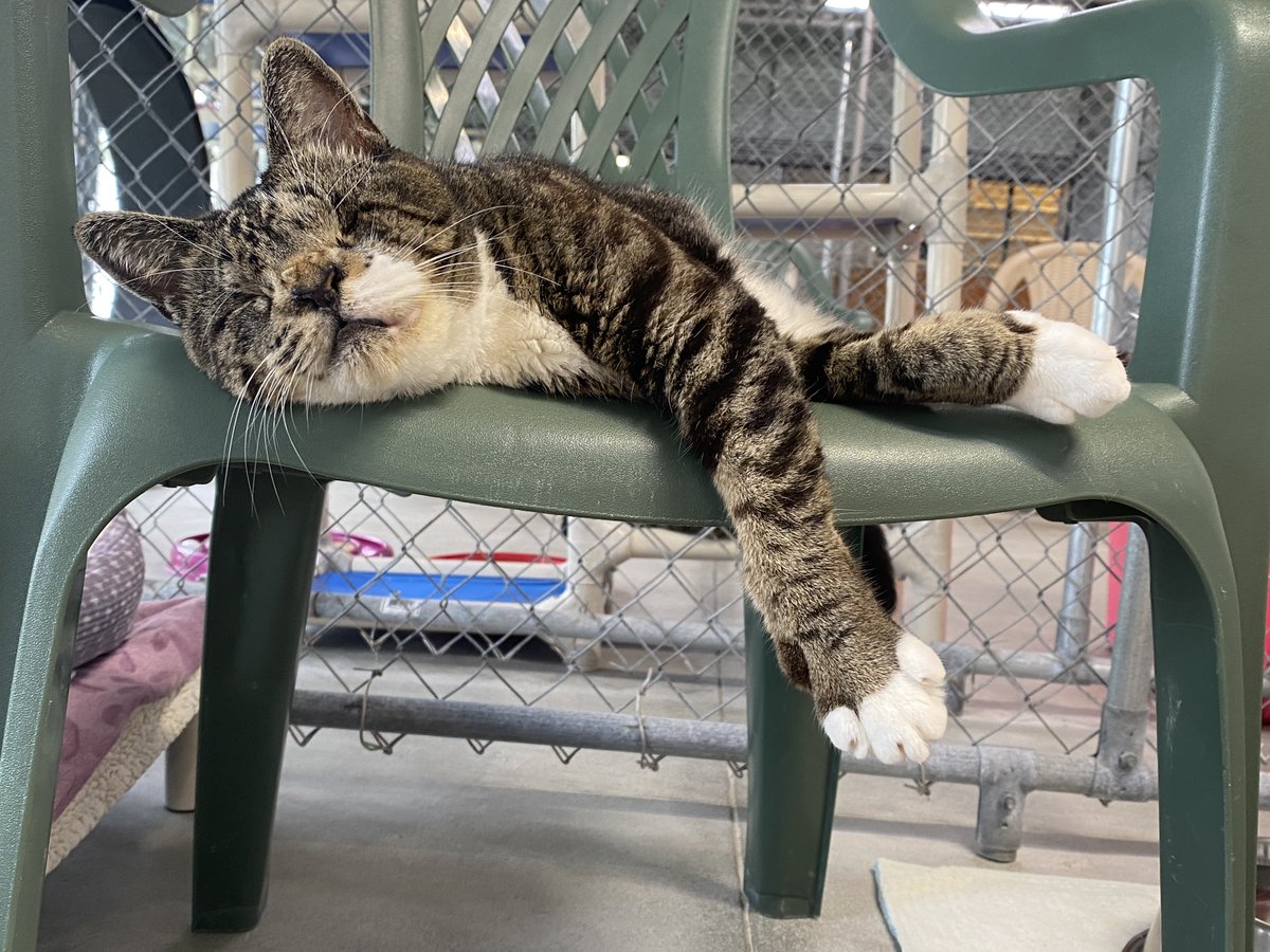 #COTD Pixie is a blind kitty who arrived with us in 2012 from a high-kill shelter. She loves to run on her wheel and is full of so much energy! You can often find her sitting in someone's lap or snuggled up to one of her kitty friends.

Read more: blindcatrescue.com/cats/pixie.htm