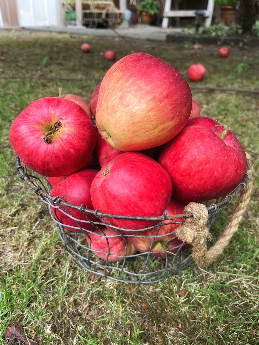 Fourth basket this morning… and my tree is still full. 📷 Looks like my backyard is trying to keep me busy this season. 📷
#backyardharvest #applepicking #fruitlover #gardengoals #morningvibes