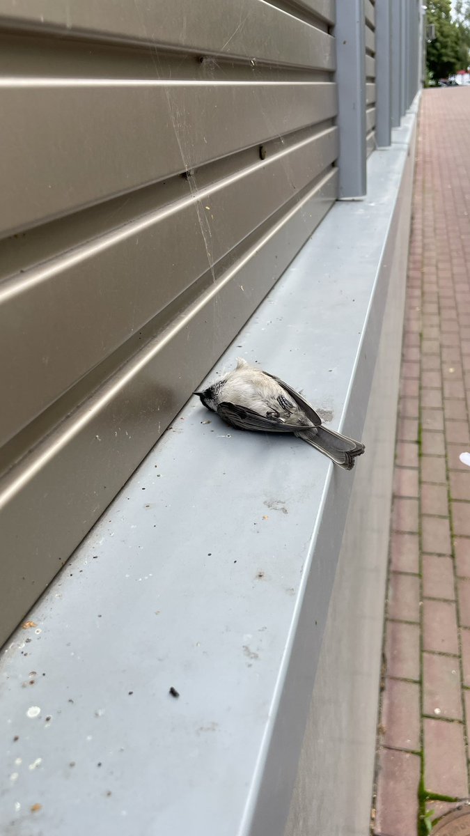 Предпочитаю думать, что парень просто вкалывал на стройке весь день, потом заслуженно хлопнул пивка и теперь просто отдыхает