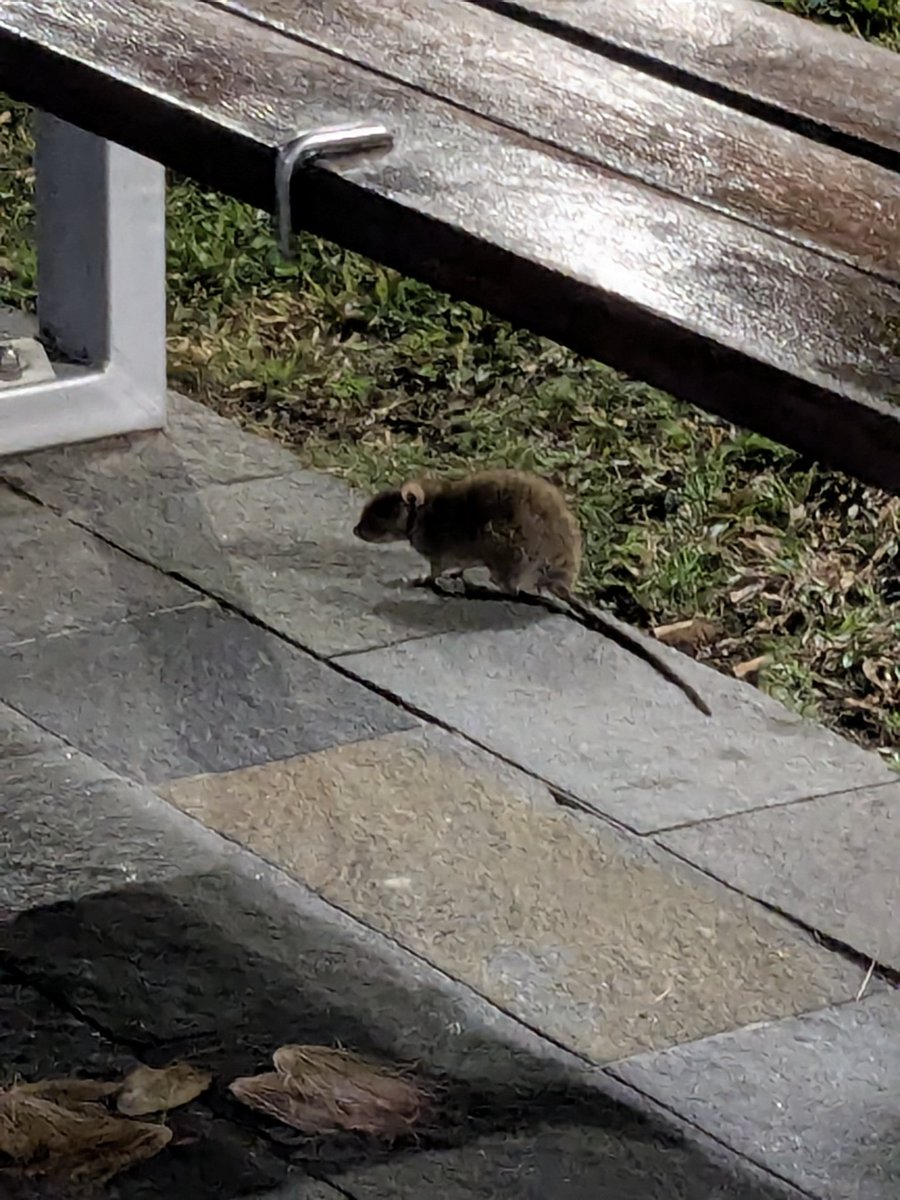 Greg_Freck's tweet image. What type of #Quokka is this?
Spotted in the rural city of Cairns, Australia