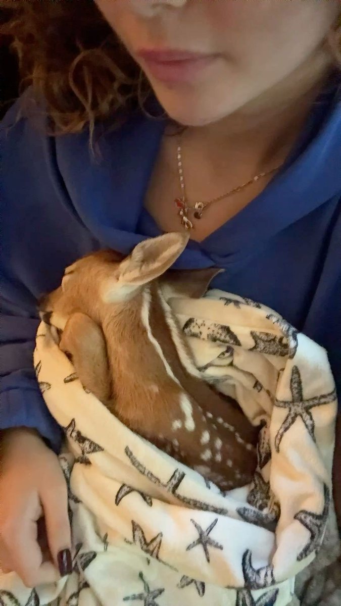deer encounters 🦌 (@deerencounters) on Twitter photo 
