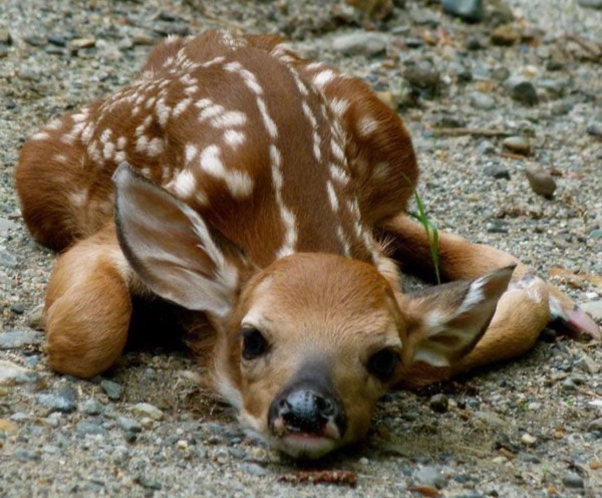 deer encounters 🦌 (@deerencounters) on Twitter photo 