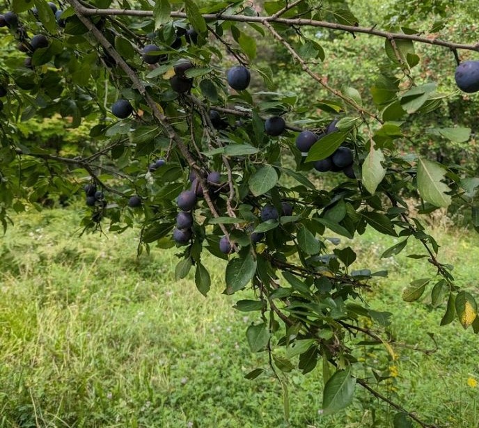 Great year for fruit, tons of heat and rainfall, very tropical, plums are super sweet....orchard is alive with animals at night, deer and occasional bear feasting on apples....