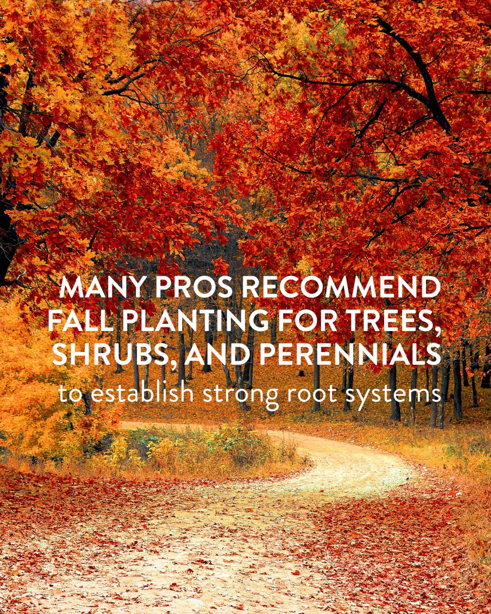 Seasonal growing tip:

While the top growth slows down, cooler soil temps and consistent moisture allow plants to put their energy into building hardy roots. The more you know!
#progreenexpo #greenindustry #growingtips #landscapedesign #horticulture #sesonalgrowingtip