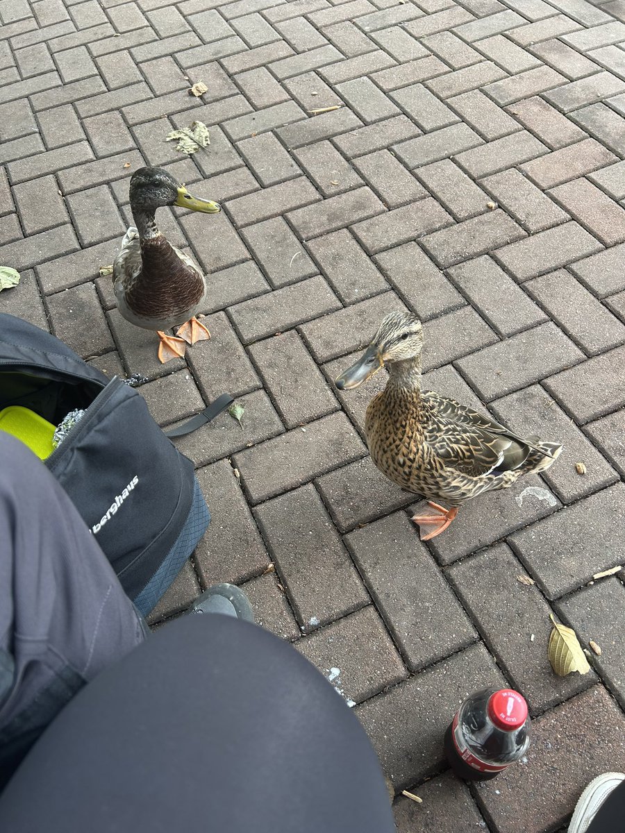 JessConnie1's tweet photo. I ❤️ the Alton Towers ducks 🥹 #AltonTowers @altontowers https://t.co/MwTB7pPPsr