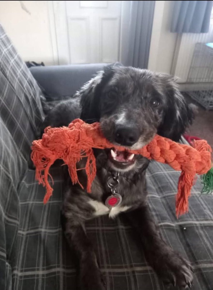 🆘 ‼️STOLEN - GOLDTHORPE #Rotherham ‼️
Today 3rd Sept between 09.00 - 10.30 this morning on Highgate Lane, Goldthorpe, S63
Gate forced and dog taken.
Collar left at scene
Pls check cctv ring doorbells and notify anyone who may live in the vicinity.
07592369299 with any info