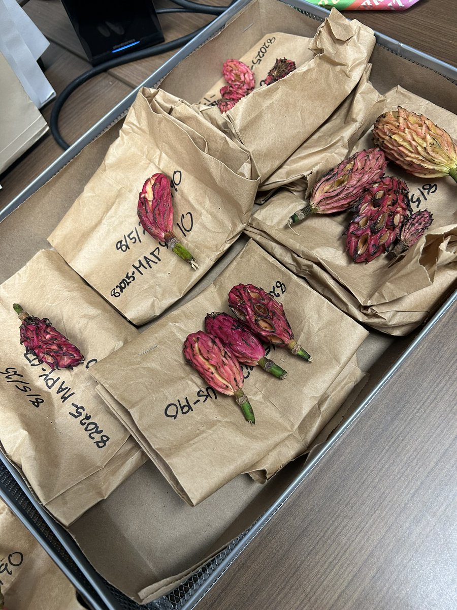 With support from the APGA-USFS Tree Gene partnership, field teams from <a href="/atlantabg/">DJESSIM</a>, @scbotgarden, and <a href="/WildflowerCtr/">Wildflower Center</a> collected Magnolia pyramidata fruits in SC &amp; TX. Seeds were processed and will be shared among gardens to support the metacollection of this endangered species