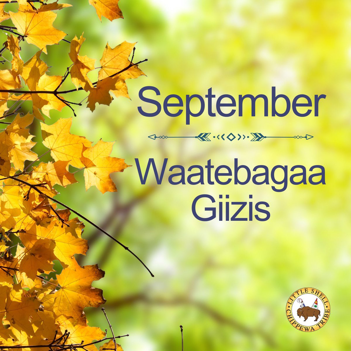 MTLittleShell's tweet image. Waatebagaa-Giizis (“Leaves Turning Colors” Moon) is one of the #Ojibwe words for #September. As the summer ends, we begin to see a beautiful spectrum of fall colors. #LittleShell #Anishinaabemowin