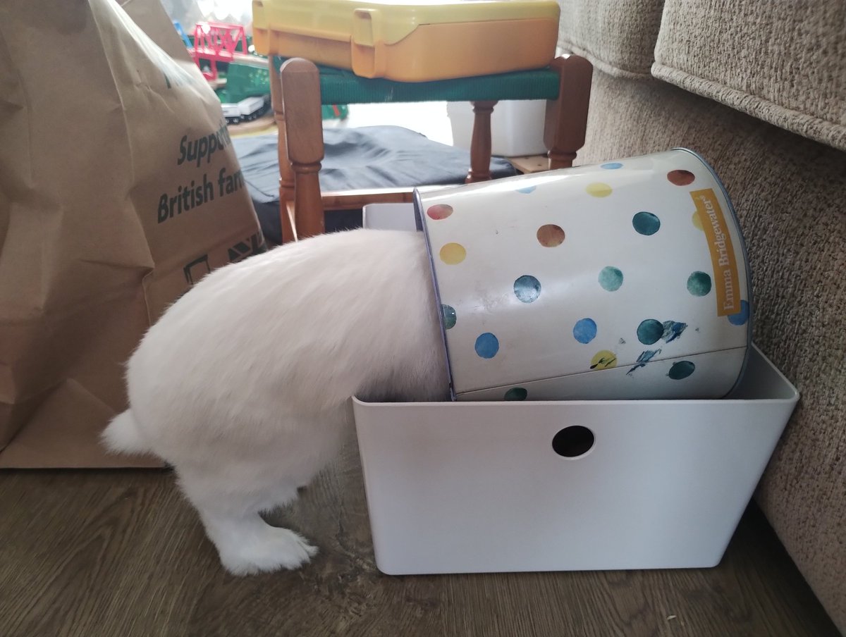 RabbitNeil's tweet image. A tail of 3 photos. Someone left the lid off the biscuits Sunday. There were no biscuits left! 🙄 I&apos;ve been off my food a little for the last day or so, but mum thinks I&apos;ve been eating scraps from my brofurs, they leave bits on the floor! But there has been regular poop checks!!