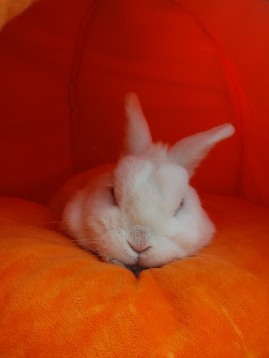 RabbitNeil's tweet image. A tail of 3 photos. Someone left the lid off the biscuits Sunday. There were no biscuits left! 🙄 I&apos;ve been off my food a little for the last day or so, but mum thinks I&apos;ve been eating scraps from my brofurs, they leave bits on the floor! But there has been regular poop checks!!