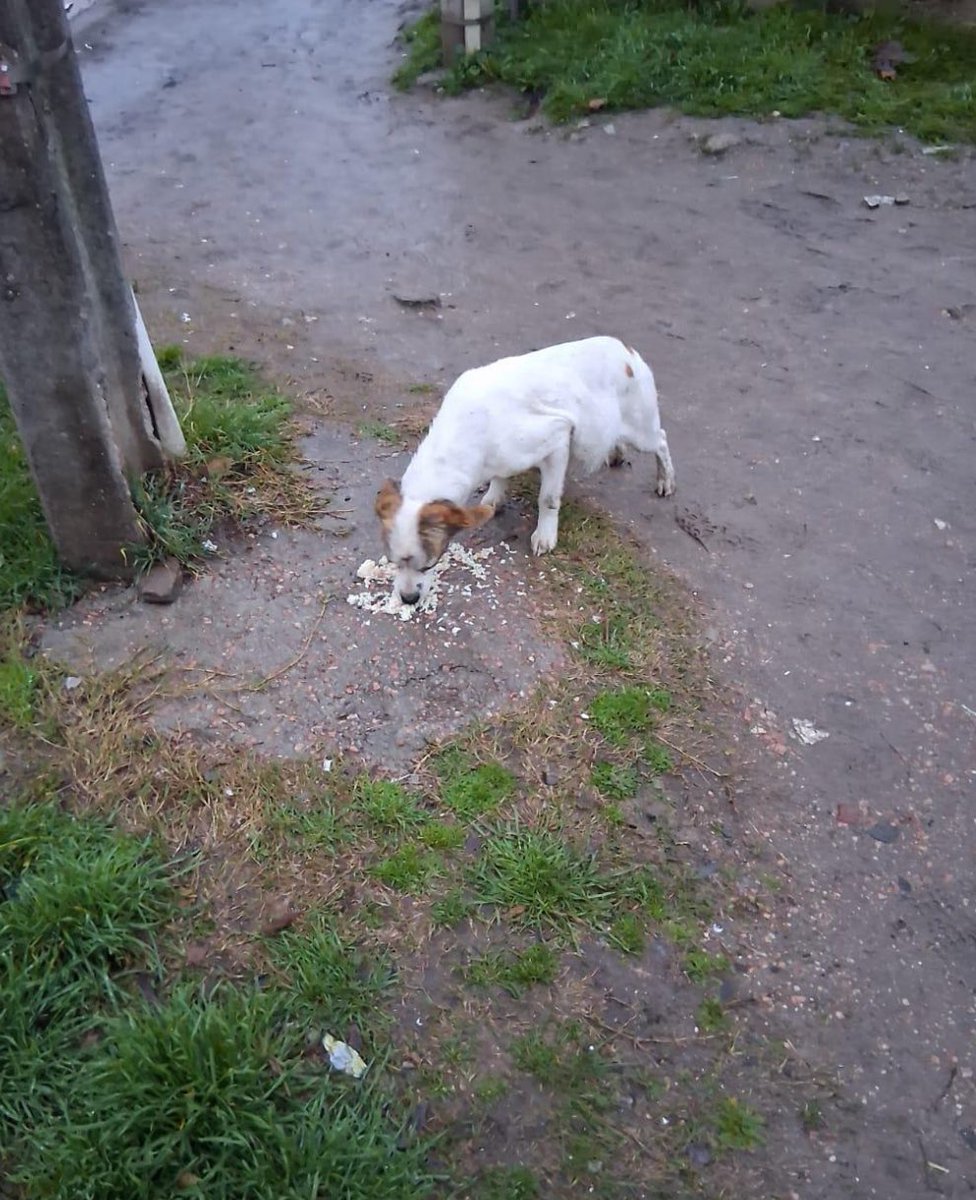 El claro ejemplo es esta mamá valiente y sus cinco bebés, que ya estamos dando en adopción. Ahora llegó el momento de esterilizarla, y ahí se ve el esfuerzo: seis vidas que cuidamos, alimentamos y atendimos.
Nada de esto es fácil ni barato, pero con tu ayuda lo hacemos posible.