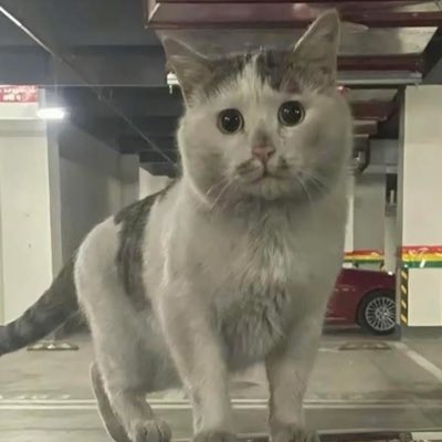 แมวเก่าๆ ใครเค้าจะเก็บไปเอ็นดู #NewProfilePic