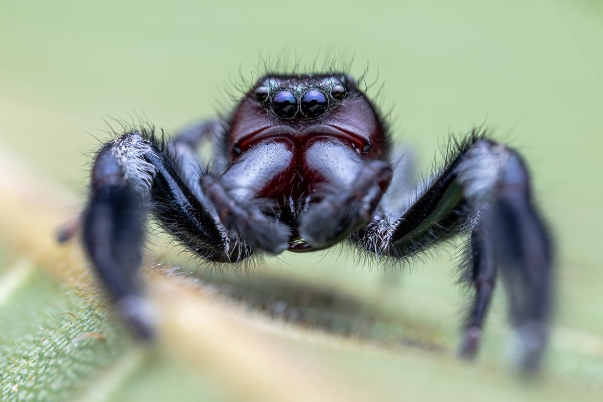 LionMacro's tweet photo. **Accesorios**

*Cámara: @canonmexicana EOS RP
*Lente: @astrhori 25mm f2.8 2x-5x
*Flash Godox TT520II
*Difusorx Guage Hoof Cover
*Cuenta IG: @LionMacro

#naturaleza #astrhori #EosRp #canonRp #natgeo #macrofotografía #photomacro #canonmx #nature #macro #photography #insect https://t.co/YjOGGMxKQs