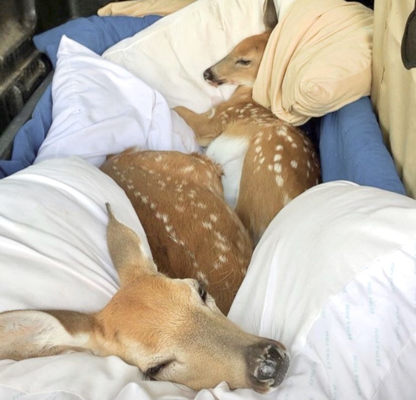 deer encounters 🦌 (@deerencounters) on Twitter photo 