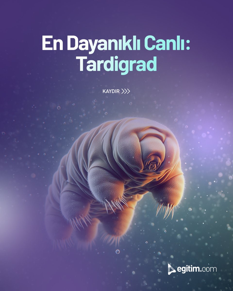 egitim_com's tweet image. Minik ama çok dayanıklı. 💡

Tardigrad, doğanın en güçlü hayatta kalma ustası. 🐻‍❄️

#BilgiKöşesi #Egitimcom #EğitimeDeğer #Tardigrad #EnDayanıklıCanlı #CanlılarDünyası