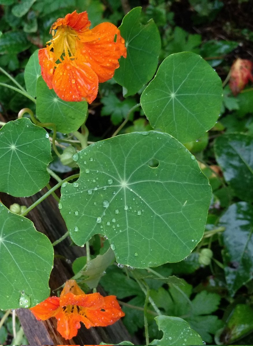 Flowers.👋🌞😊