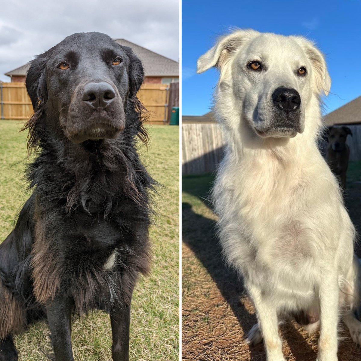 dog_rates's tweet photo. This is Buster. He has vitiligo, a rare genetic condition that causes skin and fur to lose pigment over time. Though it typically affects dogs in patches, over the course of 2.5 years, he lost his black fur and became entirely white instead. His human said the transformation started around his face before spreading to the rest of his body, and "there was a point in time where he was balding in areas until his fresh fluffy white fur grew in." The transition was completely painless, and it turns out Buster is handsome in both black and white. 14/10