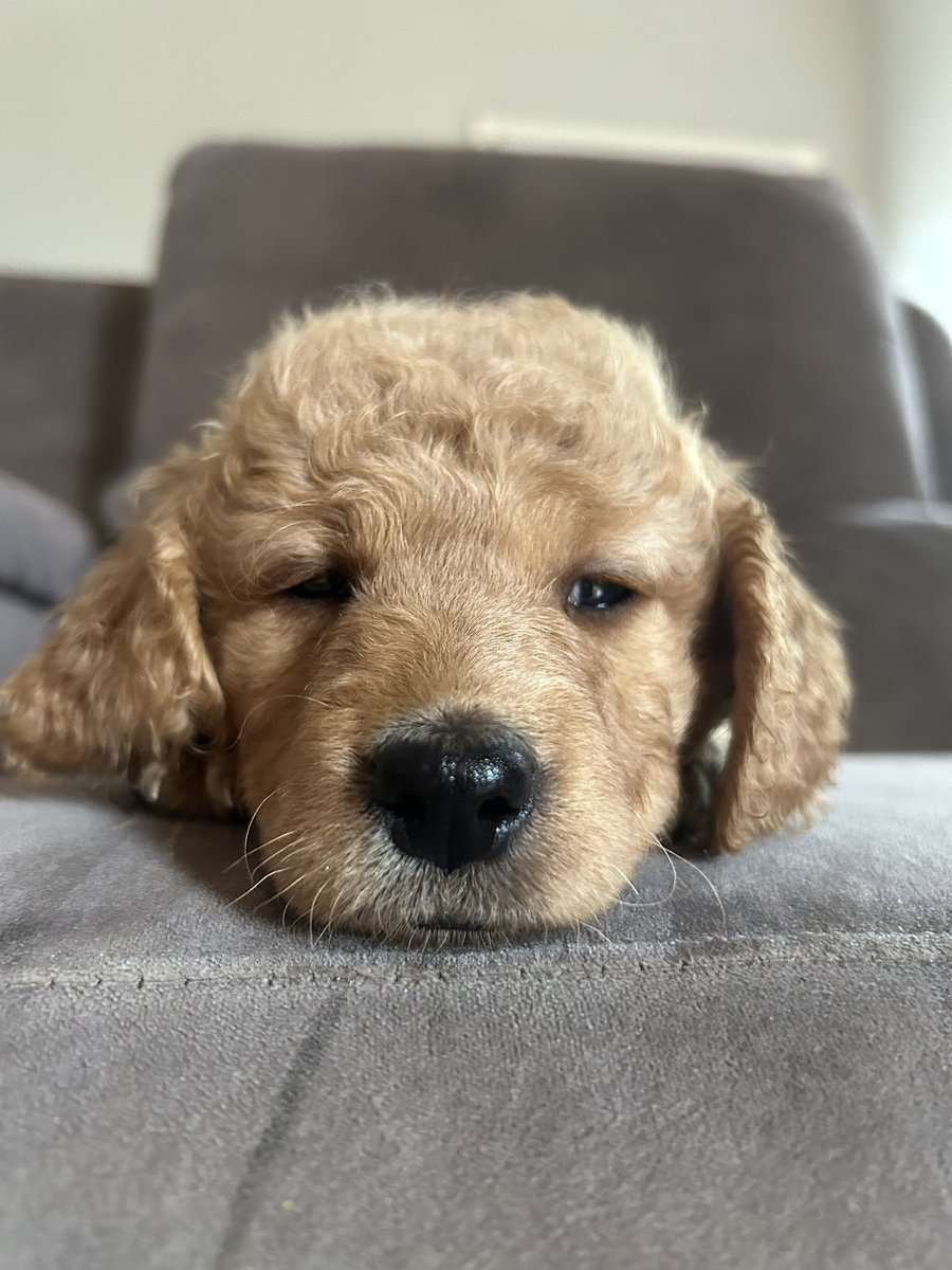 Zoey comes home in 3 weeks.