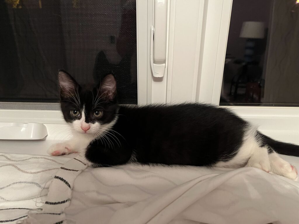 CharleneDClose's tweet photo. Meet Bichette, Guerrero Jr &amp; Guasman! 4-mth old tuxedo kittens at the @EtobHumaneSoc They're available for adoption now! Their brother Kirk and dad Springer have already been adopted! @BlueJays @CityNewsTO https://t.co/4oCZWou2uM
