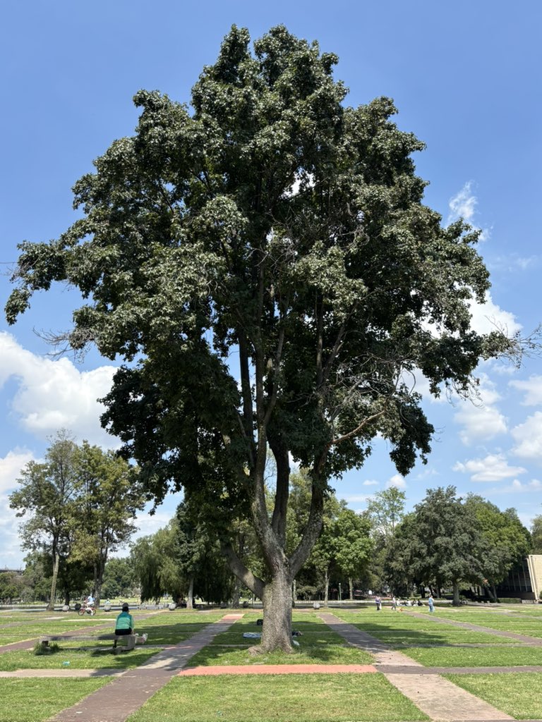 🍉 Árboles de la Ciudad de México 🍉 (@arbolescdmx) on Twitter photo Siempre te voy a amar Liquidambar de Rectoría, fuiste mi primer árbol favorito, siempre tendrás un lugar en mi corazón 💚 Siempre te voy a amar Liquidambar de Rectoría, fuiste mi primer árbol favorito, siempre tendrás un lugar en mi corazón 💚