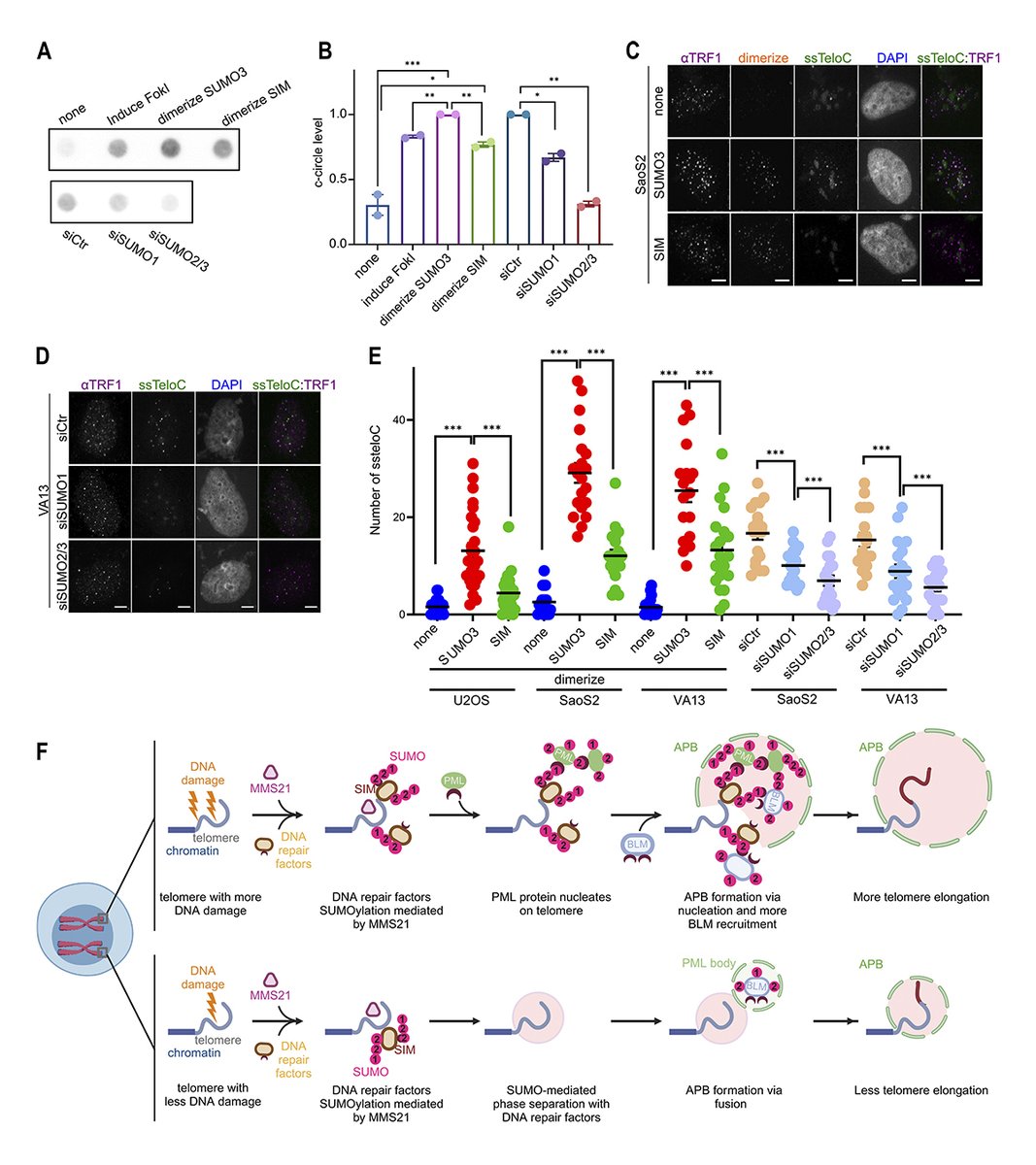 JCellBiol's tweet image. Rongwei Zhao et al. @lab_zhang @CarnegieMellon show that, in #cancer cells using the alternative lengthening of telomeres (ALT) pathway, #SUMO levels at #telomeres influence the formation of ALT-associated PML bodies. hubs.la/Q03GK3qh0