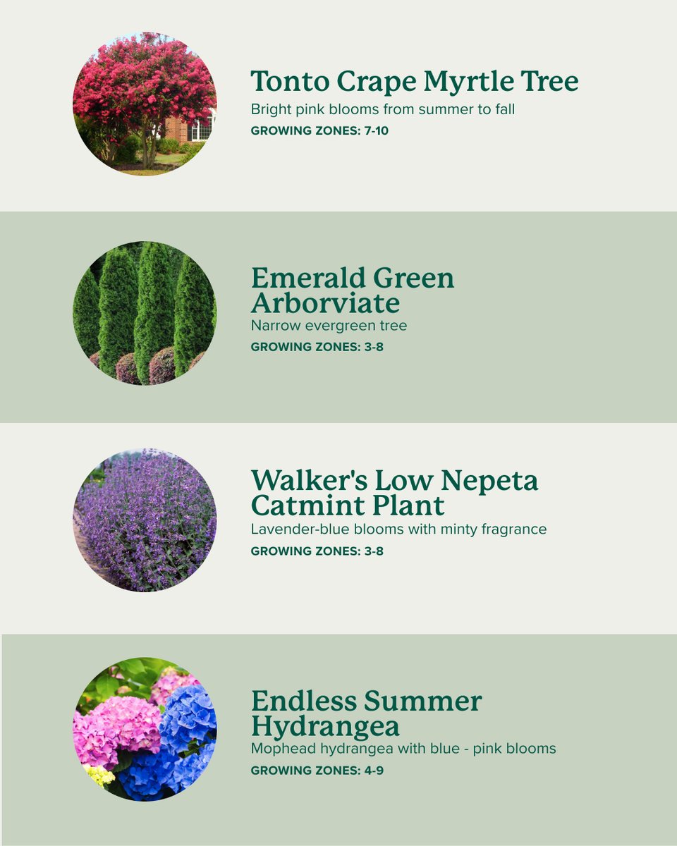 A perfect pair: Arborvitae trees for year-round privacy + big, bold hydrangea blooms for seasonal color. Together, they create a stunning backdrop that’s both practical and beautiful. 🌲🌸

Get plants delivered. → bit.ly/3TAi2K2 📦🌲