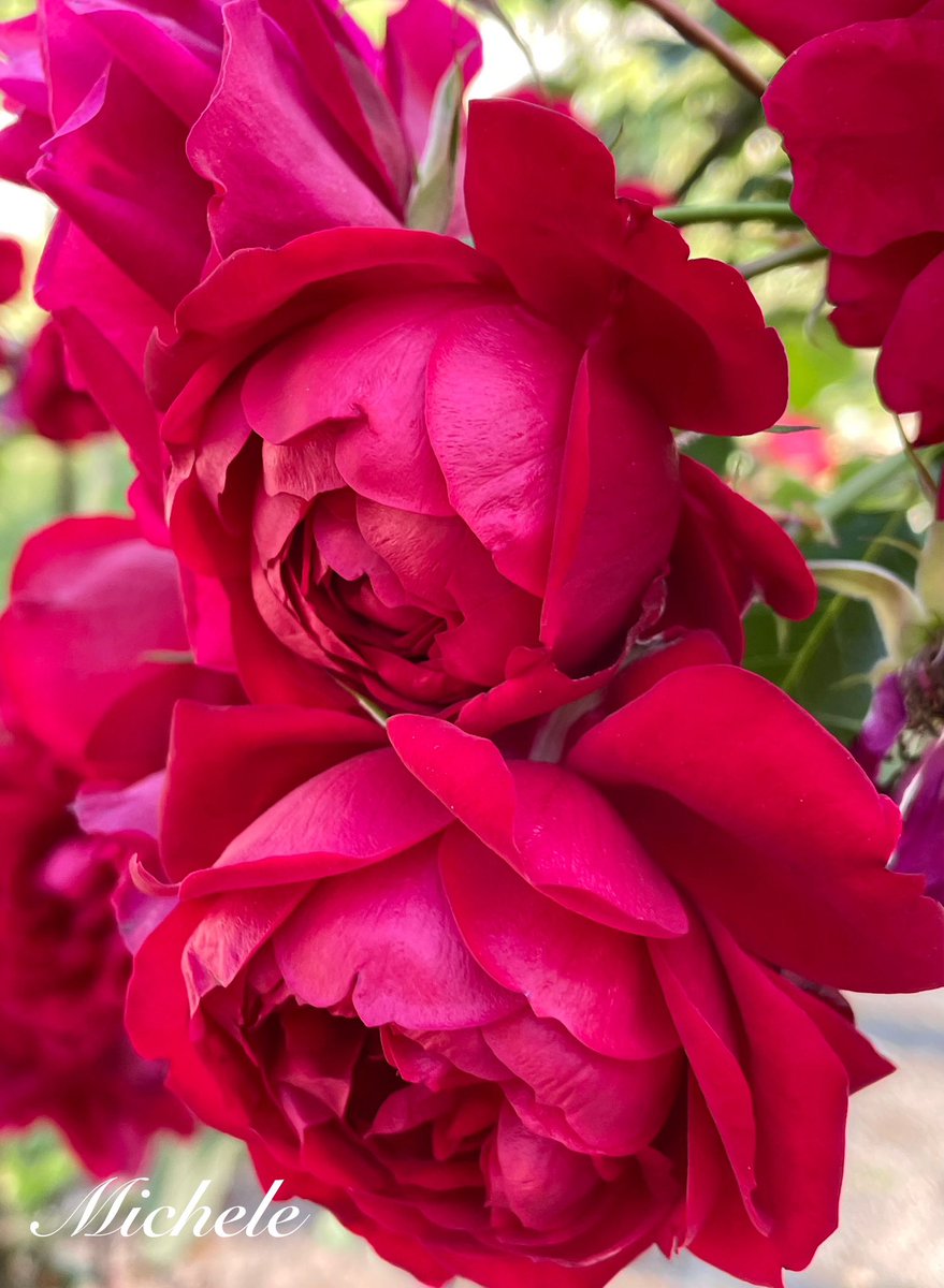 Spotted 👀 this beauty while garden hopping in Saratoga…such a color! Enjoy! 🥀♥️🩷#roses #RoseWednesday #garden #FlowersOnX #flowerpictures #flowerphotography #NatureBeauty #gardening #flowers #flower #redroses #FlowerLove