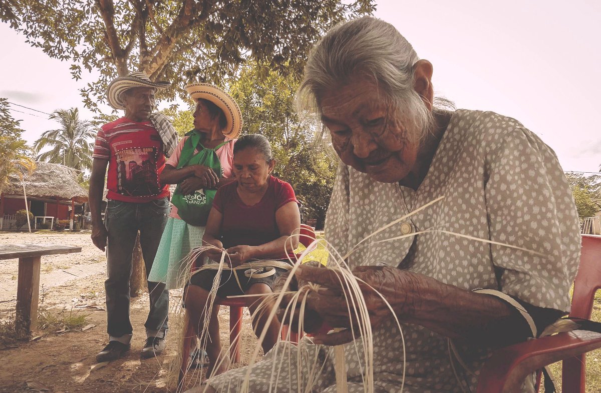 Acompañamos el Festival de la Trenza y la Caña Flecha Marciana Ortiz Montalvo, un evento #intercultural y de recuperación de memoria histórica que se celebra desde hace 12 años en el resguardo senú El Pando de Caucasia.
Tradición y trenzado en caña flecha.
<a href="/GobAntioquia/">Gobernación de Antioquia</a>