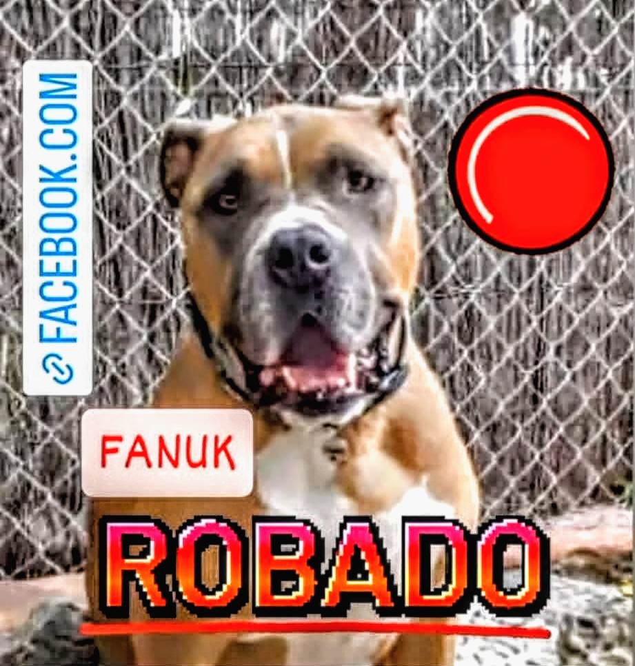 🆘🆘¡¡ATENCIÓN!!🆘🆘
FANUK ha sido secuestrado en #Piera #Barcelona.
American Stafford de 8 años.
Marron pecho blanco, tiene chip, denunciado a Mossos i AIAC.
Se cree que puede esta en #Badalona.
Contacto 📞693444731
Máxima difusión
📣📣📣
#XarxaBarcelonaPerduts
#FemXarxa