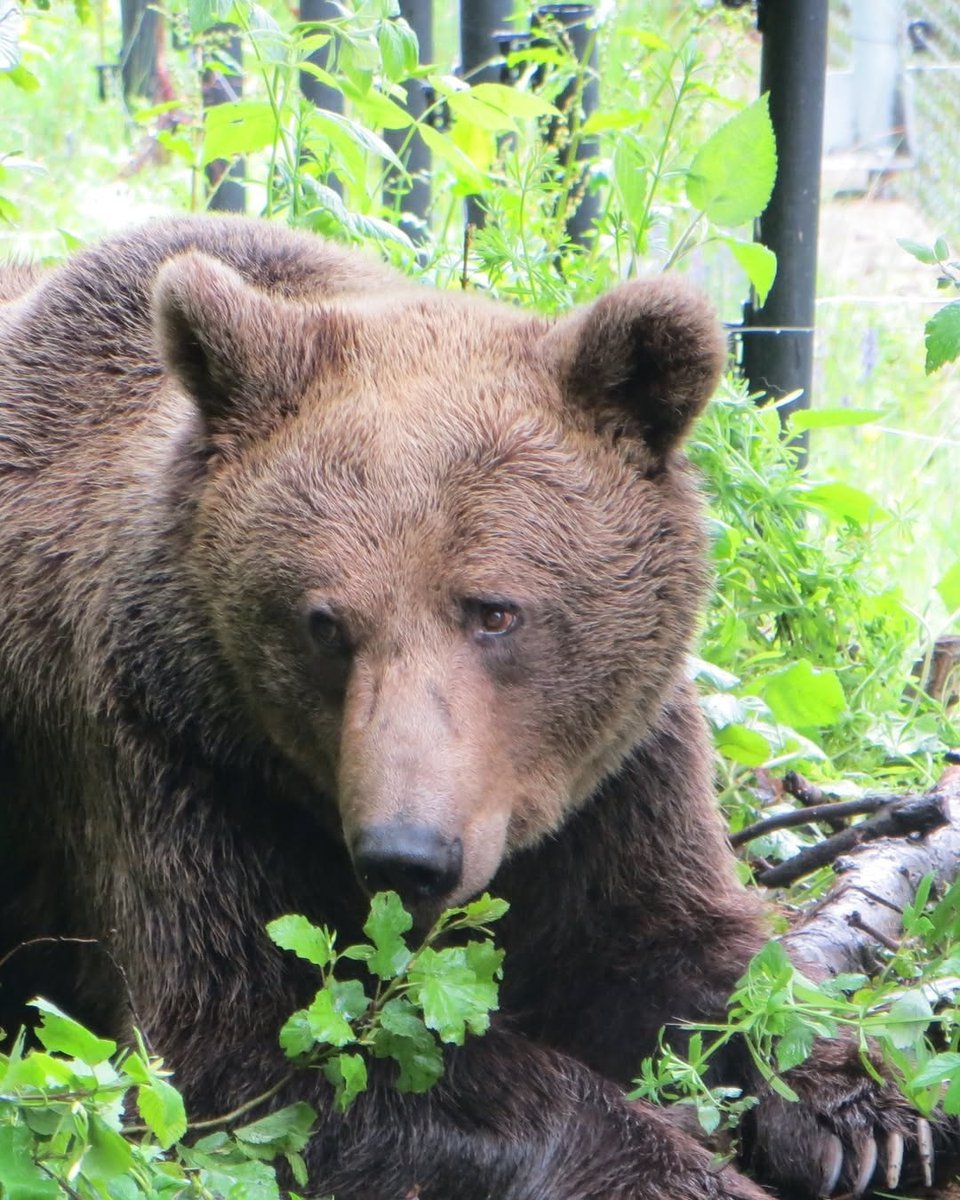 GB
📢 Important information for everyone planning to visit BEAR SANCTUARY Belitsa tomorrow. 🐻

On 04.09.2025, as an exception, BEAR SANCTUARY Belitsa 🌳 will open with adjusted hours – from 2:00 PM to 5:30 PM (when the last tour of the day begins).