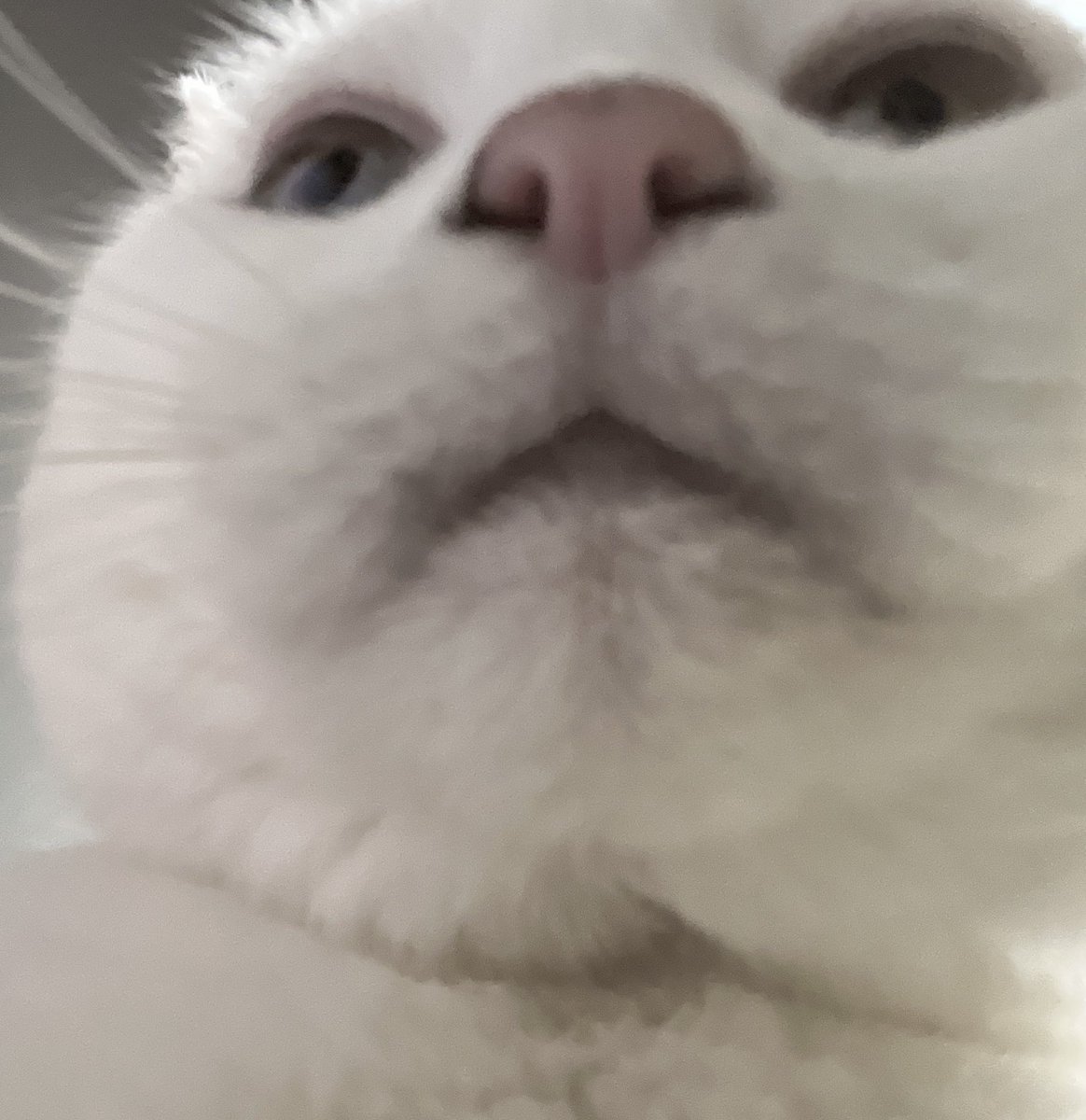 If you saw me repost something, no you didn’t 🤫

Dude, I feel like an old lady the way I don’t even know how the buttons on this site work anymore, I just wanted to see the quote retweets 😭I will go back to lurking now, but here’s some recent art for your troubles: