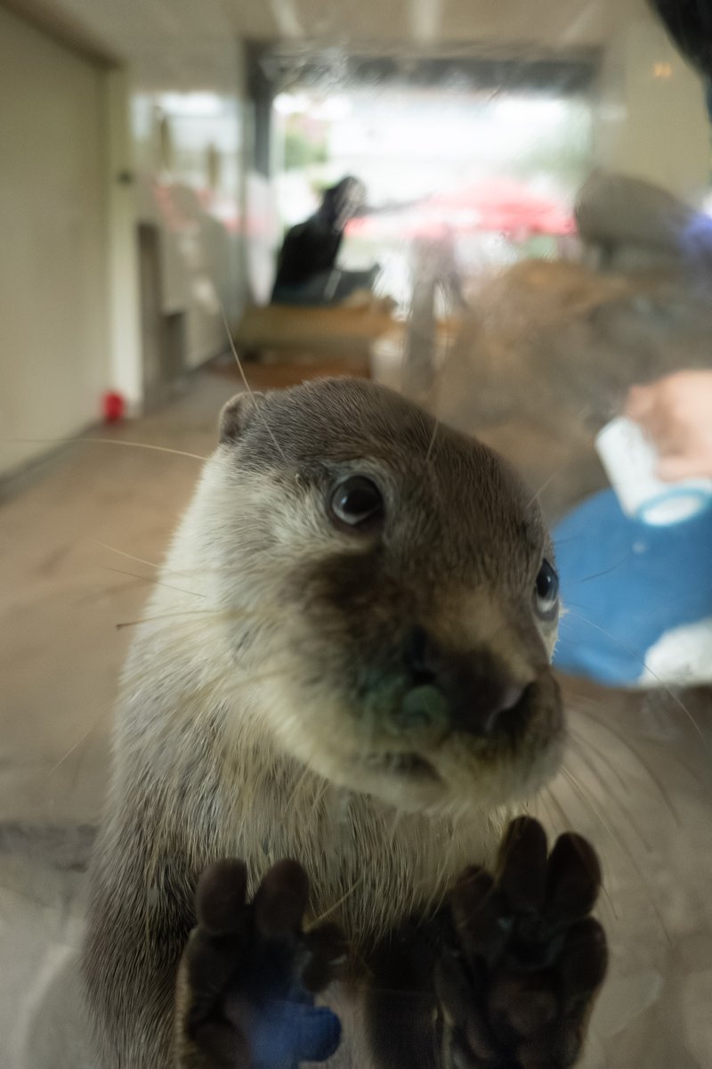 かわうそ様 Amazon | ノブカンパニー 発掘名人カワウソランド 4種類セット KH3934