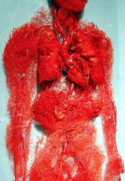Smart1Doctor1's tweet image. The human circulatory system.
.
.
.
.
#CirculatorySystem #HeartHealth #HumanAnatomy #BloodCirculation #CardiovascularSystem #HealthEducation #MedicalScience #Anatomy #Wellness #HeartAndVessels #Biology #ScienceEducation #HealthAwareness #Medicine #LearnAboutYourBody