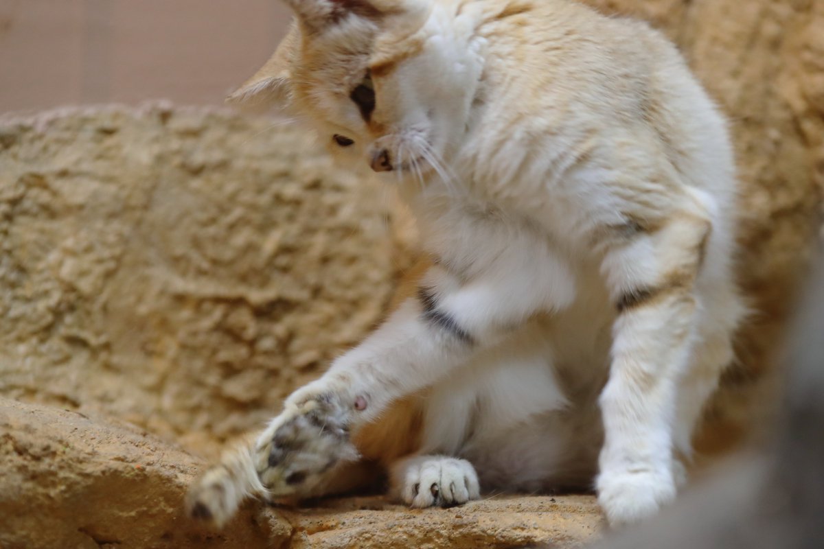 シッポにジャレるジャミールちゃん
＃那須どうぶつ王国　＃スナネコ