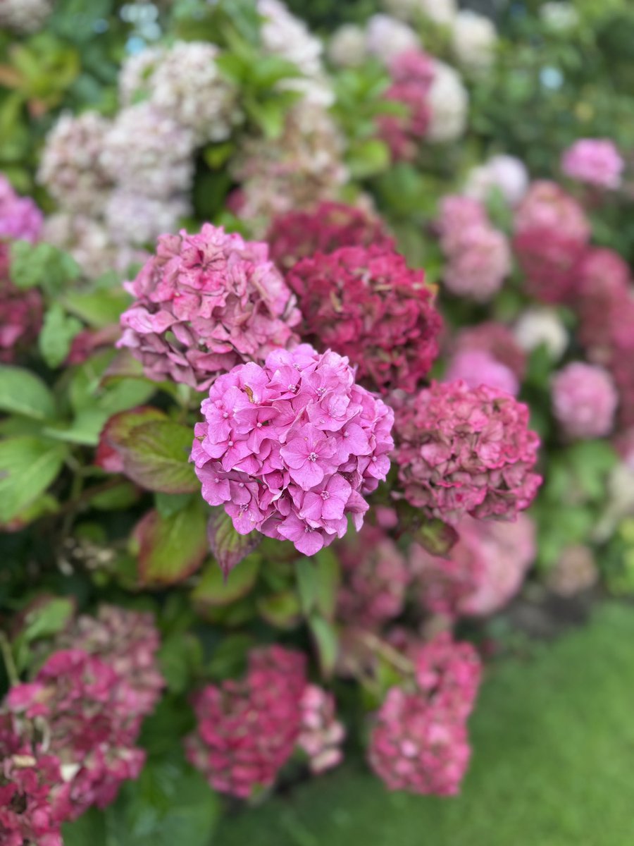 Tiffany Dowd tweet media