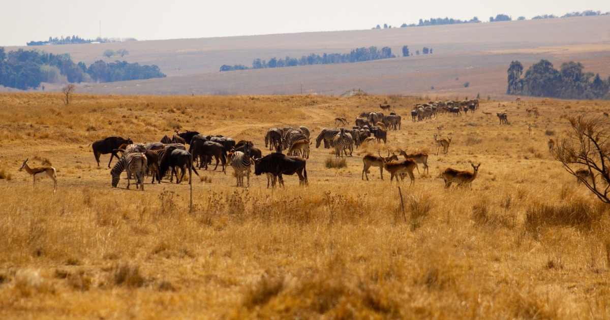 FOUR PAWS South Africa (@fourpawsza) on Twitter photo True sanctuaries = no chains, no rides, no tricks. Just safety and dignity.  
 
#TravelKind True sanctuaries = no chains, no rides, no tricks. Just safety and dignity.  
 
#TravelKind