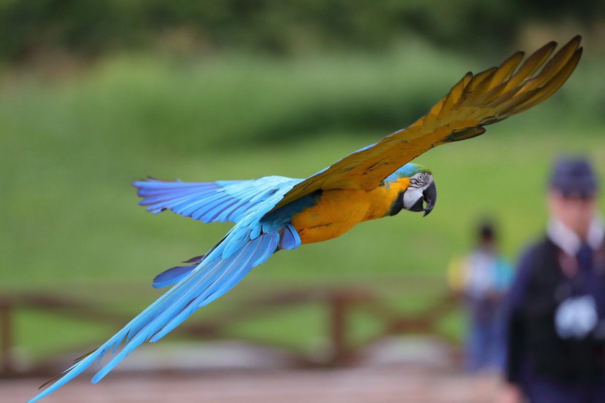 お見送り飛行
＃那須どうぶつ王国　＃コンゴウインコ