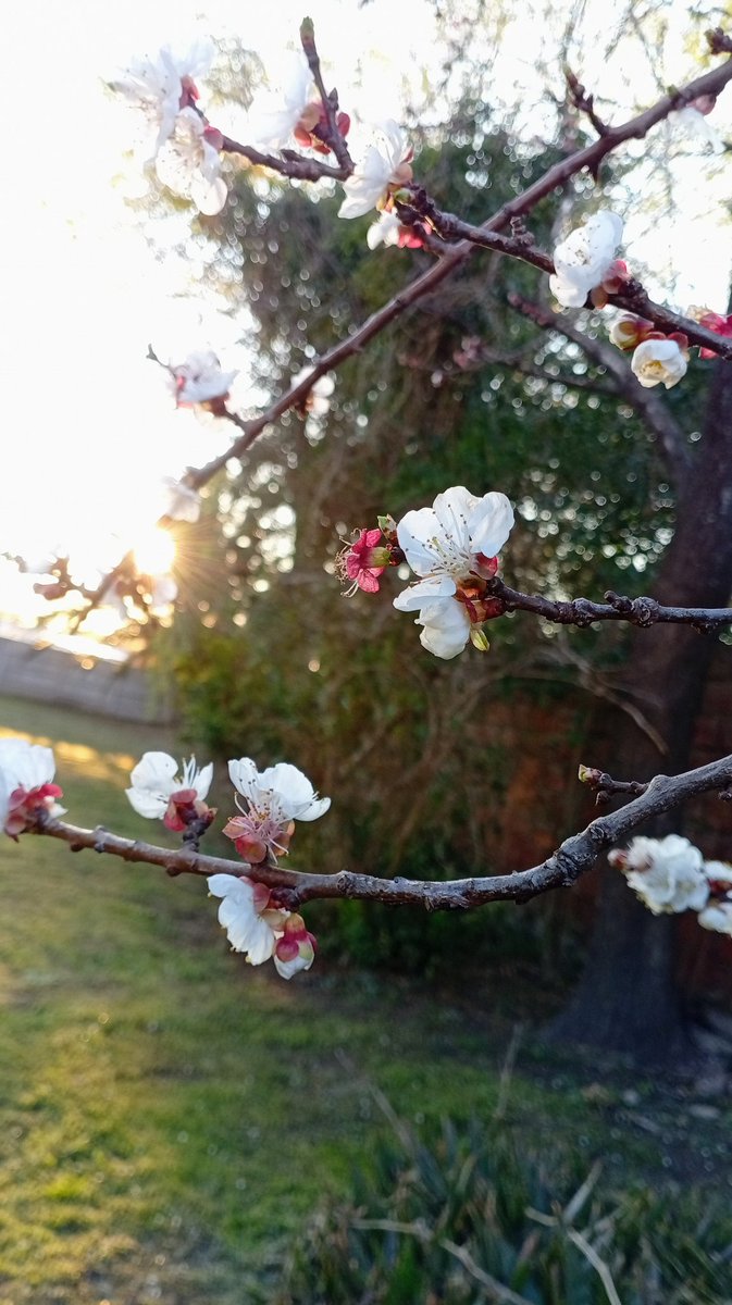 El patio de mi abuela🌸☀️😍