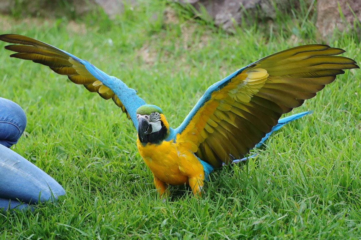 着地してバンザイ！
＃那須どうぶつ王国　＃コンゴウインコ