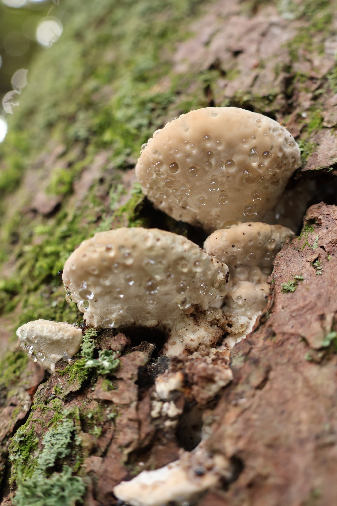 キノコノキノコノ様用テレビ ドコノコノキノコ!キノコ間違い探し【赤ちゃん泣き止む