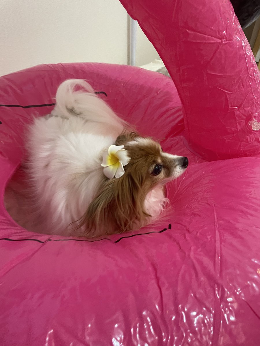 うちのメデューサちゃん