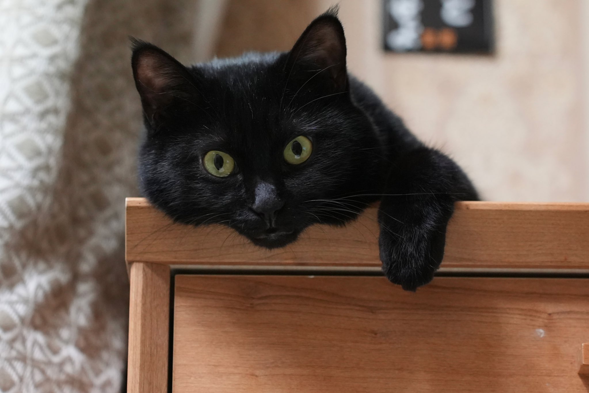 Disney - 黒猫 Amazon.co.jp: マンハッタントイ ランキーキャッツ ジギー 黒猫