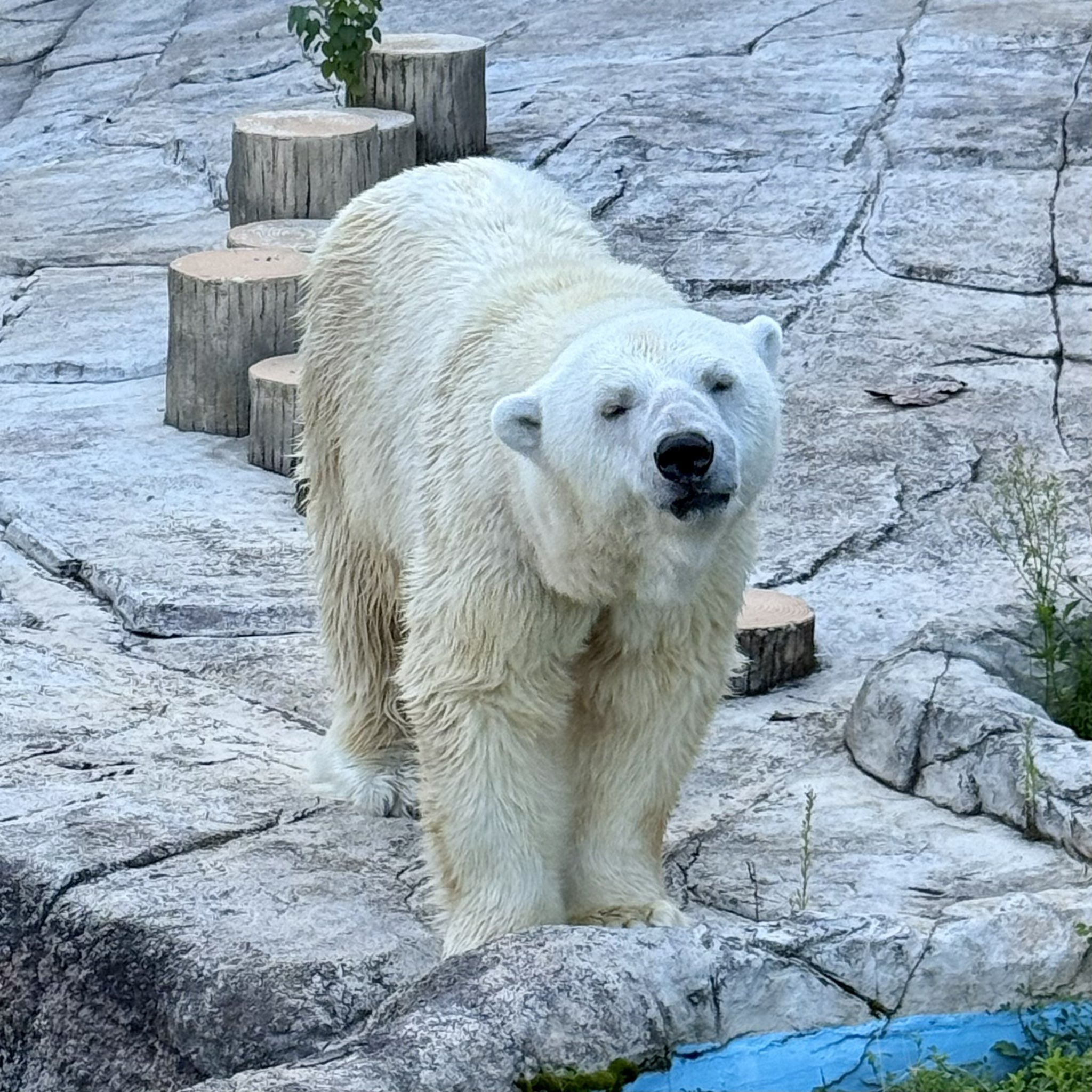   2010 ホッキョクグマ プレート　希少 うみ そら ポーラ カイ 赤ちゃん 八木山動物公園｜Polar bear