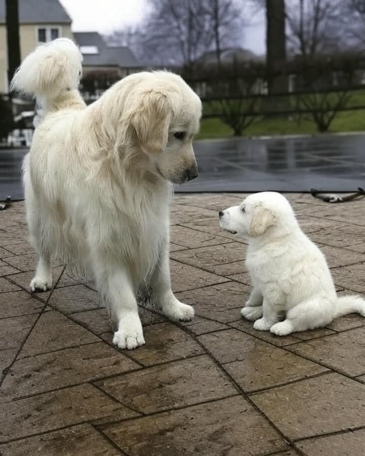 TweetofAnimals1's tweet photo. https://t.co/wBzijUqb3p