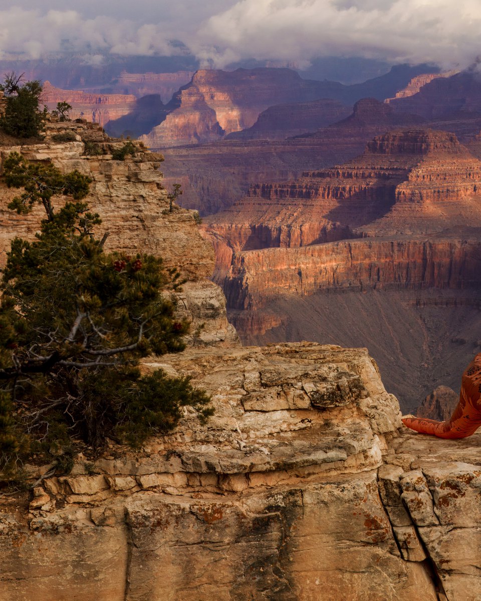 Finding Rex tweet media