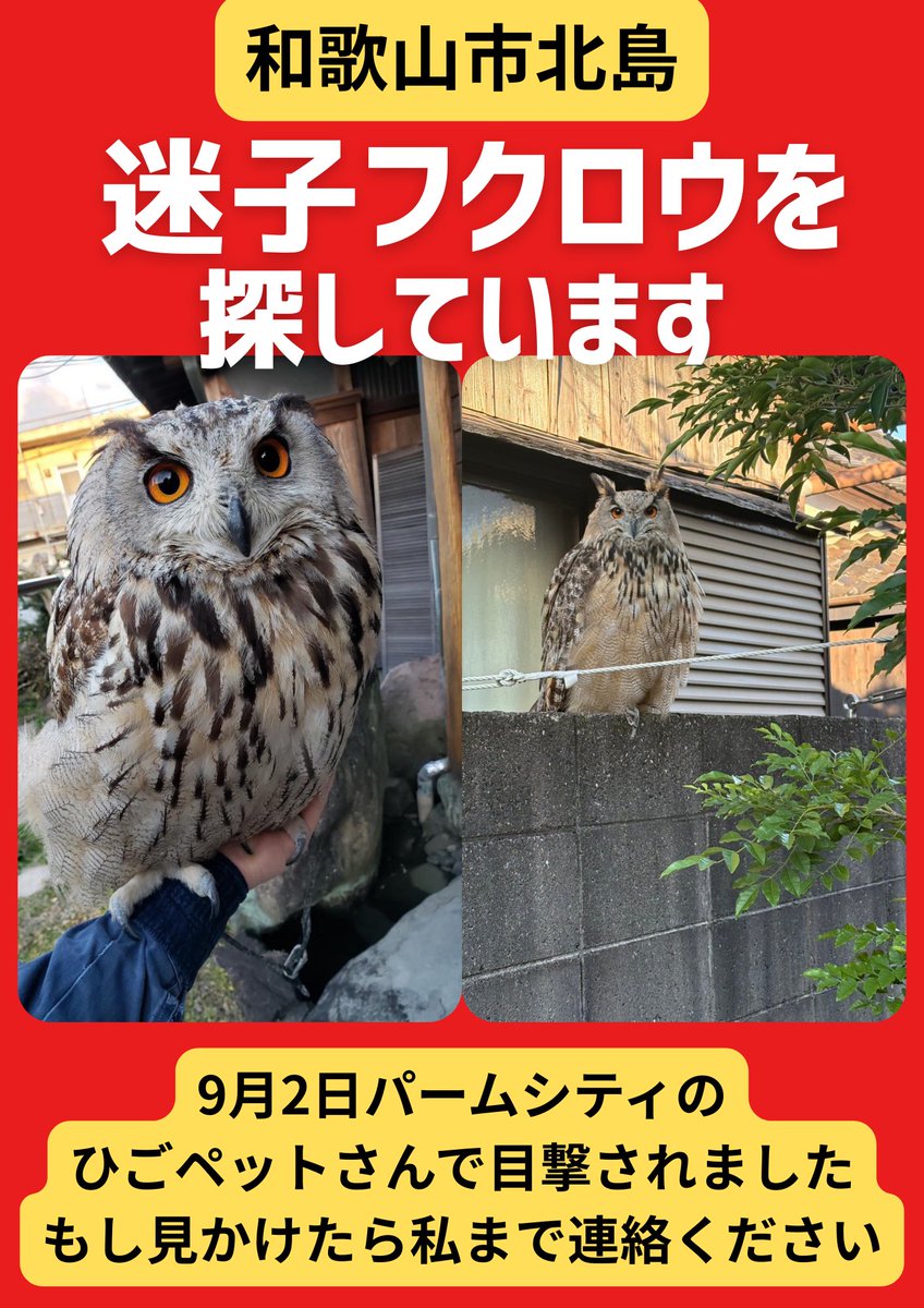コキンメふくちゃん (@kokinme_huku) on Twitter photo 今日になり目撃情報がなく
昨日目撃されたパームシティ周辺を捜索しましたが
見つかりませんでした
あまりの広さに途方に暮れました
何か搜索の仕方で
良い方法やフクロウの習性的なのがあれば教えてください
引き続き目撃情報を待ってます! 今日になり目撃情報がなく
昨日目撃されたパームシティ周辺を捜索しましたが
見つかりませんでした
あまりの広さに途方に暮れました
何か搜索の仕方で
良い方法やフクロウの習性的なのがあれば教えてください
引き続き目撃情報を待ってます!