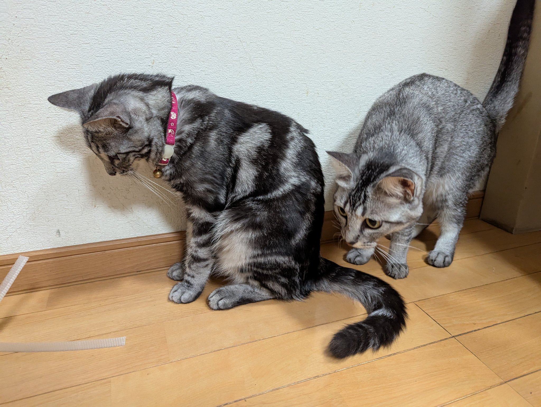 ねこにゃ にゃぱねっと♂ on X: 