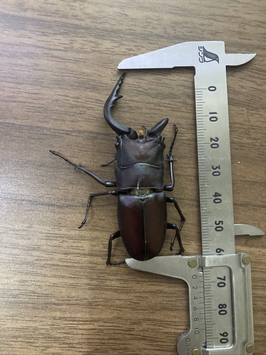 頑張って樹液探して見つけた個体よりも、家の駐車場で潰れてる個体の方がデカいってのも皮肉なもんだ