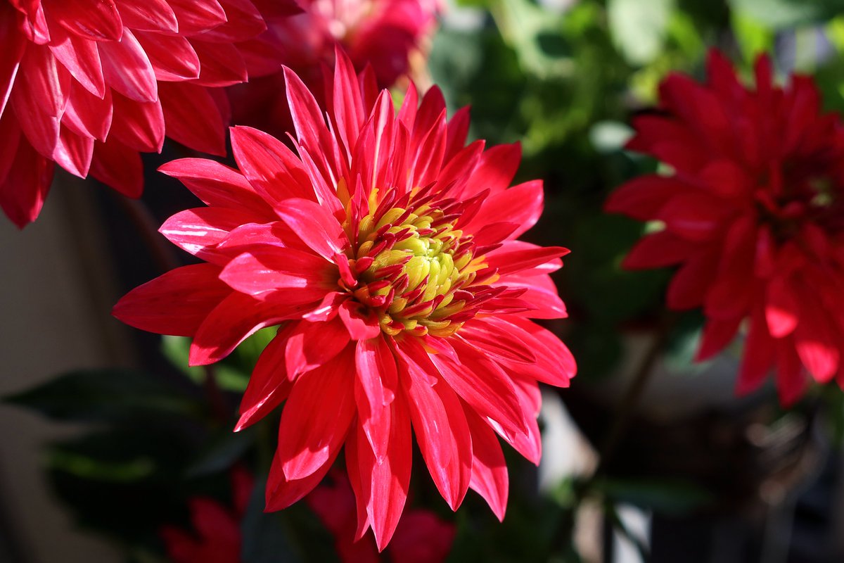 Happy flowers on Pat's balcony.